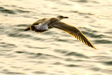 Bird Stock Image Bird Stock Image