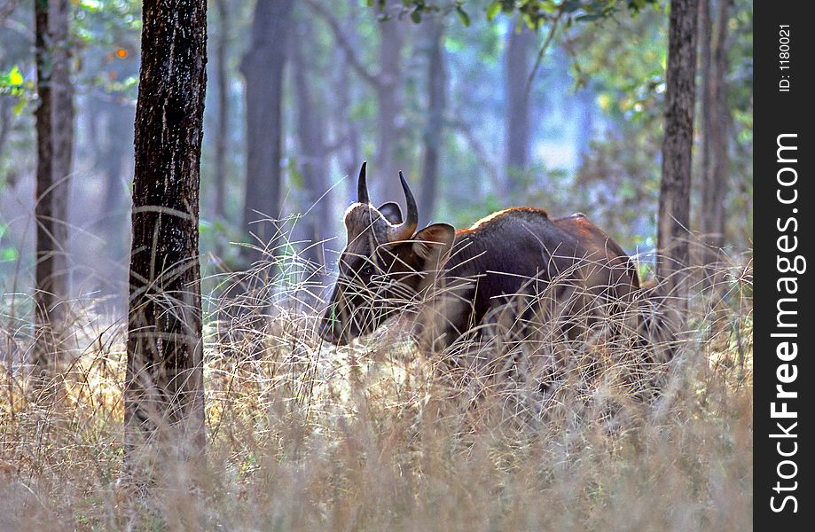 A mature Gaur cow, also known as the Indian Bison,  at Pench Tiger Reserve in Central India. These are the biggest bovines in the world.