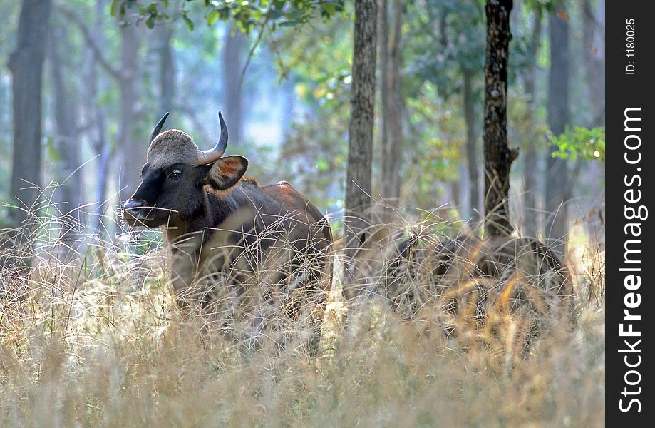 A Gaur cow and calf, also known as the Indian Bison,  at Pench Tiger Reserve in Central India. These are the biggest bovines in the world.