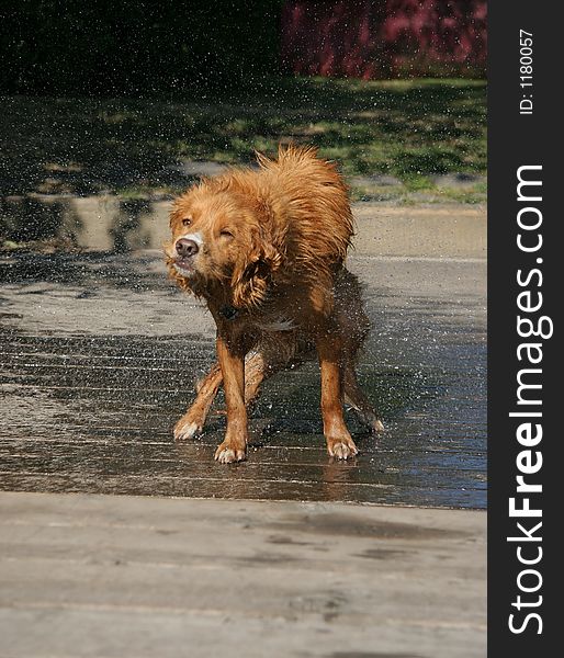 One photo in a series showing a little golden dog shaking off after a swim. One photo in a series showing a little golden dog shaking off after a swim.