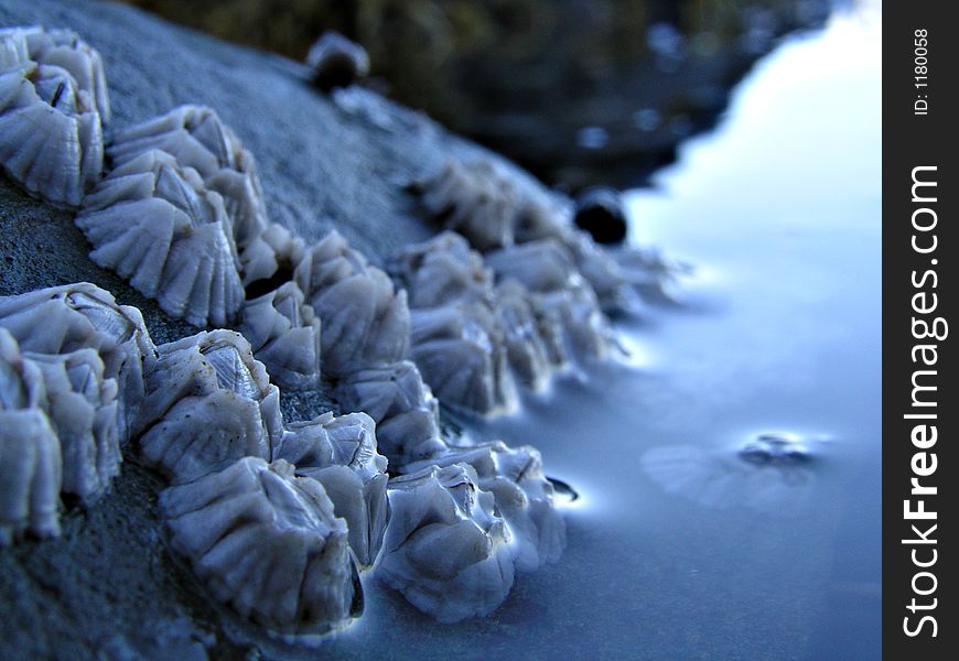 barnicles in the ocean off the shore of acadia maine