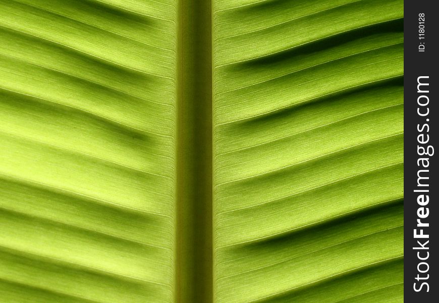 Greenish banana leave. suitable for background.