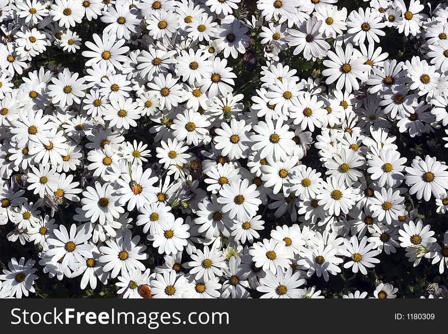 Many white daisies with yellow centers