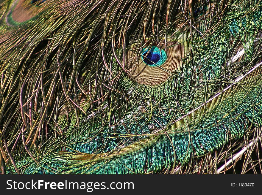Close up image of a peacock feather. Close up image of a peacock feather