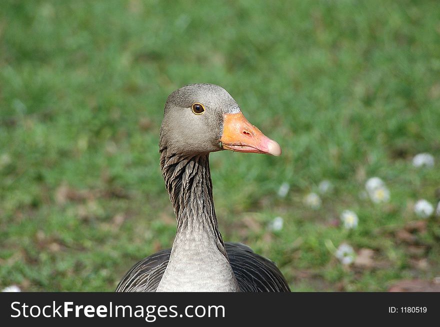 In a Park are standing a free-live goose in front of me. I take my camera and make some pictures from him. In a Park are standing a free-live goose in front of me. I take my camera and make some pictures from him.