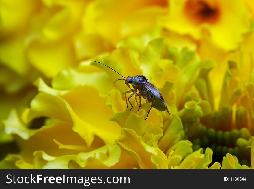 Insect On Flower