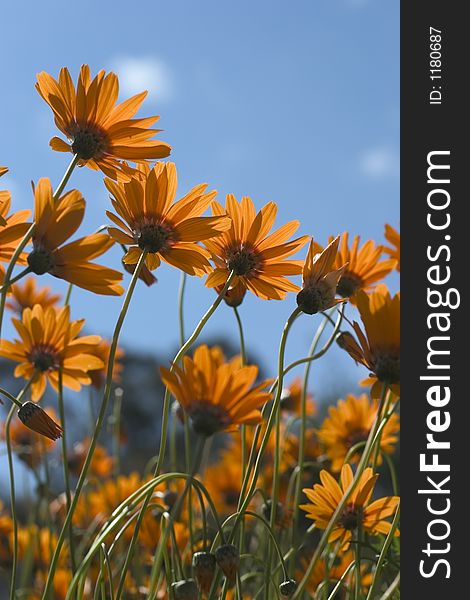 Orange flowers with sky in background