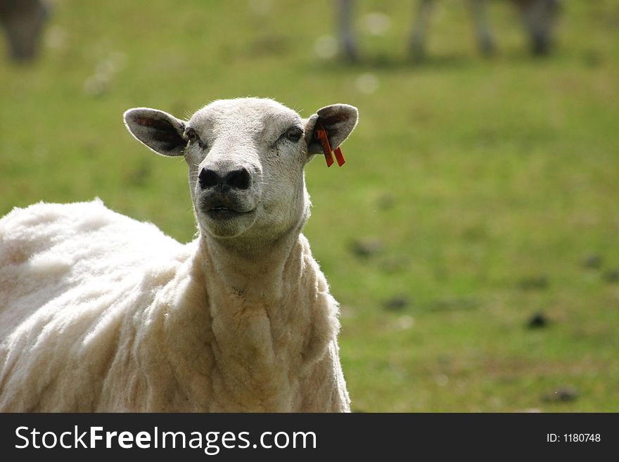 Shorn The Sheep