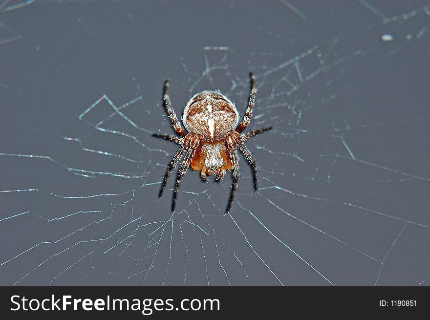 This spider was on my balcony at last summer. This spider was on my balcony at last summer.