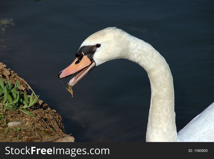 One meters from my are swimming this swan and eat. One meters from my are swimming this swan and eat.