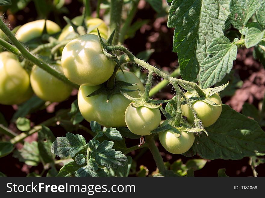 Green tomato on branch