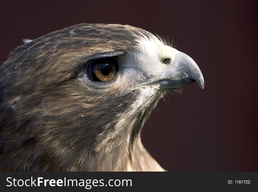 Portrait of a red-tailed hawk, Buteo jamaicensis