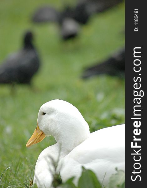 White swan with other birds in background