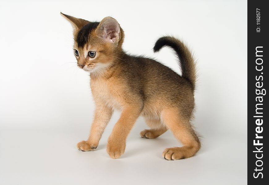 Kitten of Abyssinian breed in conditions of studio