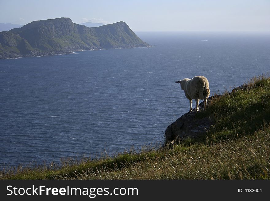 A sheep at the top of the Runde Island in Norway. A sheep at the top of the Runde Island in Norway