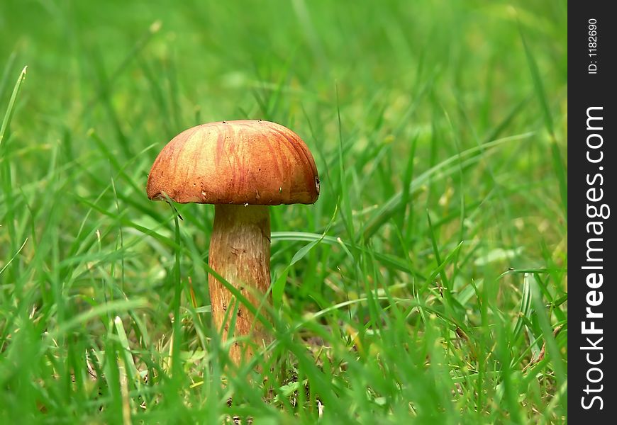 A mushroom growing in the green grass. A mushroom growing in the green grass