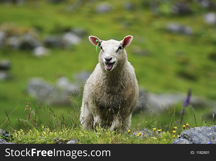 A sheep in Norway