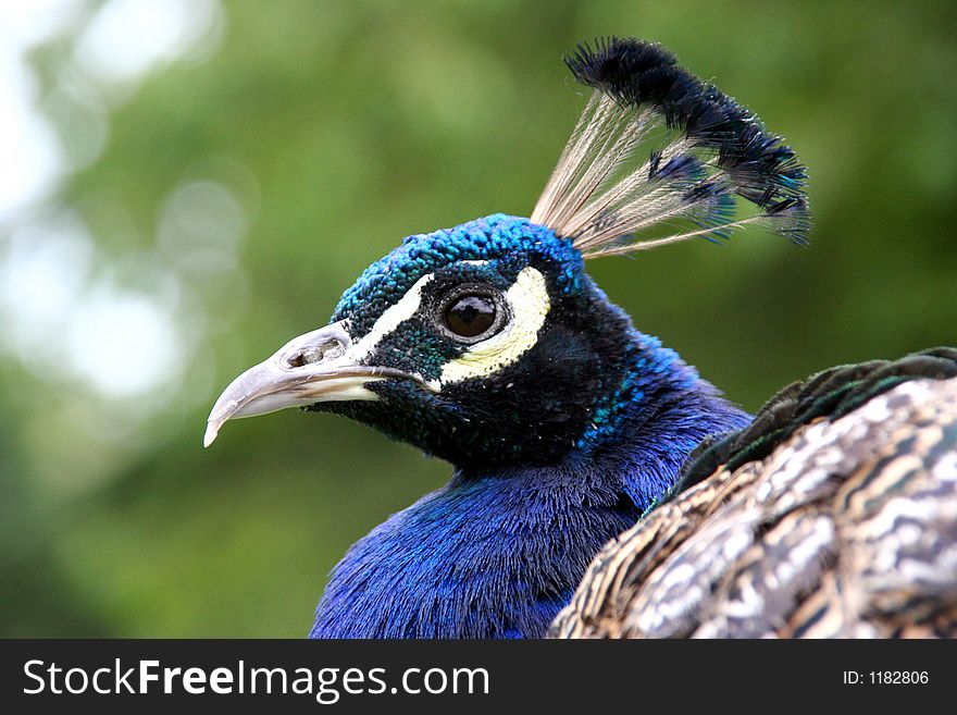 A peacock in Scotland