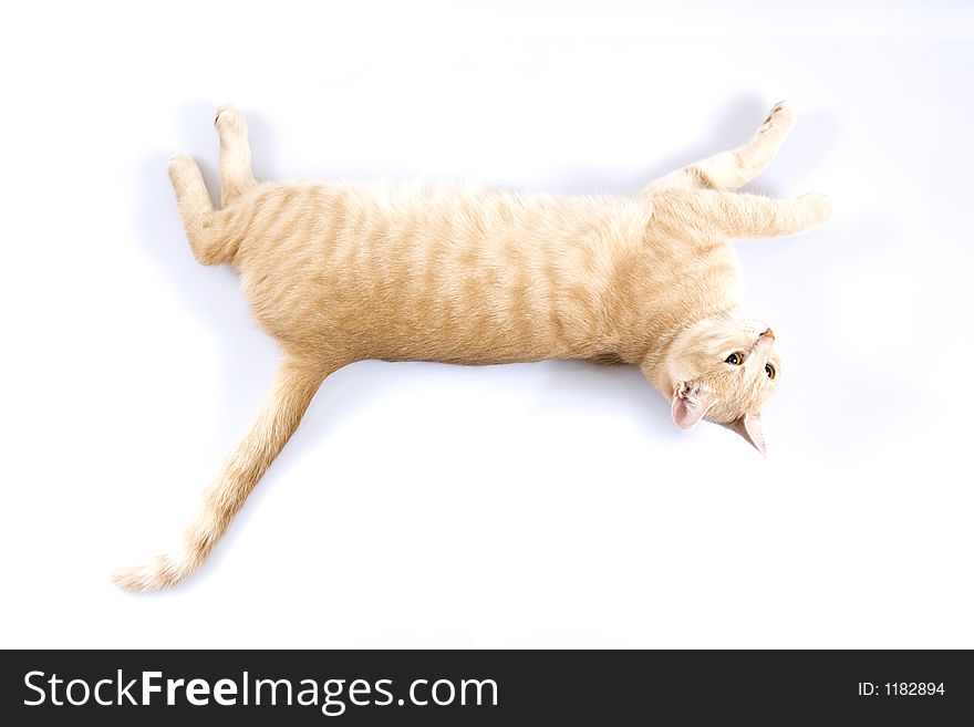 Domestic cat whith a figure tail. Domestic cat whith a figure tail