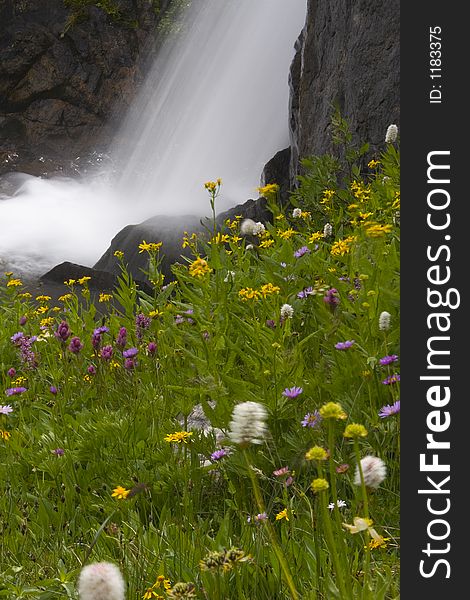 Colorado wildflowers with a waterfall background