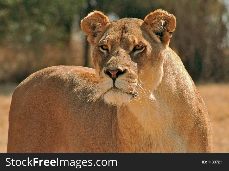 South African lioness on the hunt