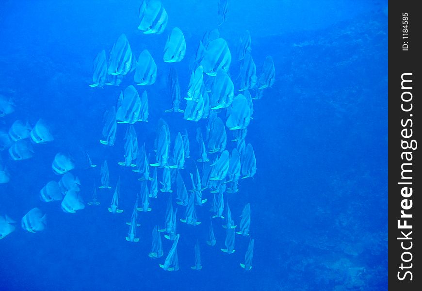 Blue effect of a school of batfish. Blue effect of a school of batfish