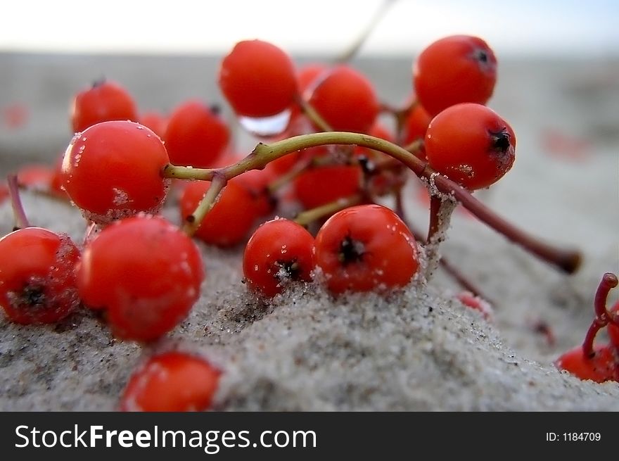 Berries on the sand