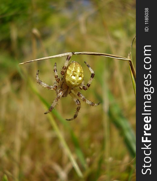 A striped spider on the grass