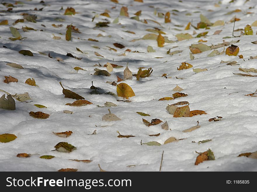 Leaves In The Snow