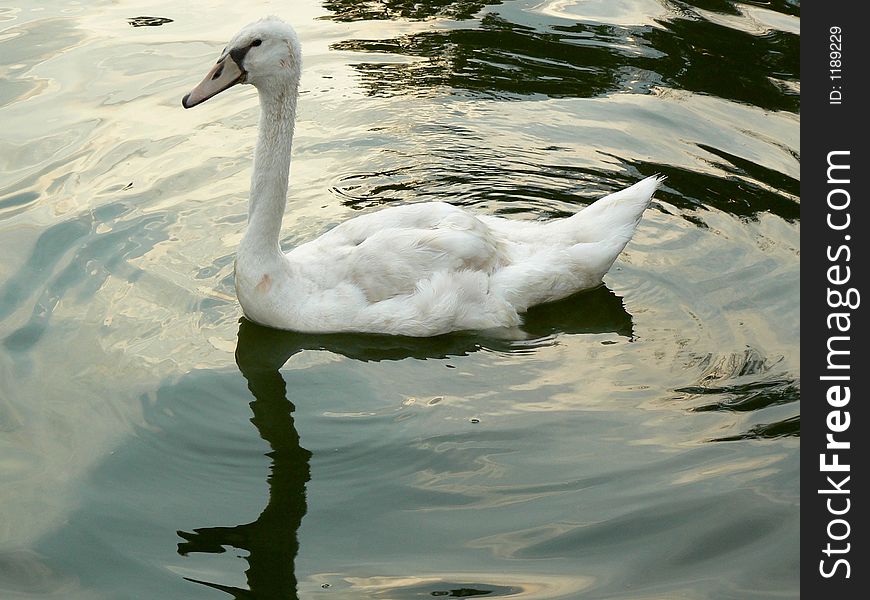 A cygnet swimming in the lake. A cygnet swimming in the lake.