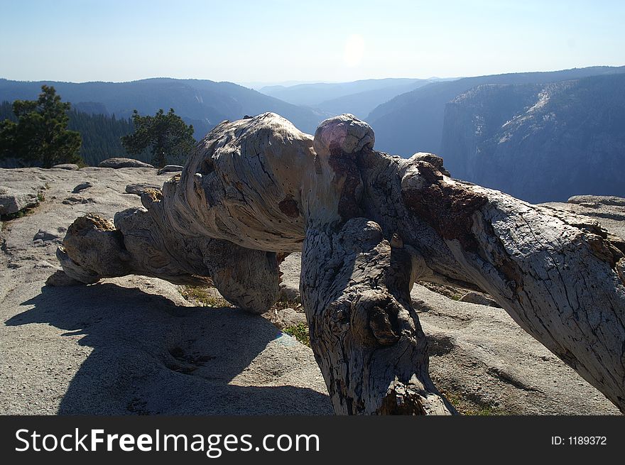 The harsh sunlight of Yosemite illumintates the famous Jeffery Pine at the top of Sentinal Dome, Yosemite. The harsh sunlight of Yosemite illumintates the famous Jeffery Pine at the top of Sentinal Dome, Yosemite