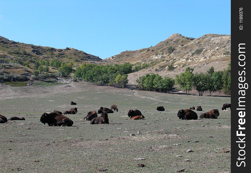 Wild Buffalo Herd at the Theodore Roosevelt National Park. Wild Buffalo Herd at the Theodore Roosevelt National Park