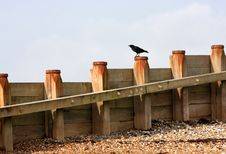Crow On Breakwater Stock Images Crow On Breakwater Stock Images
