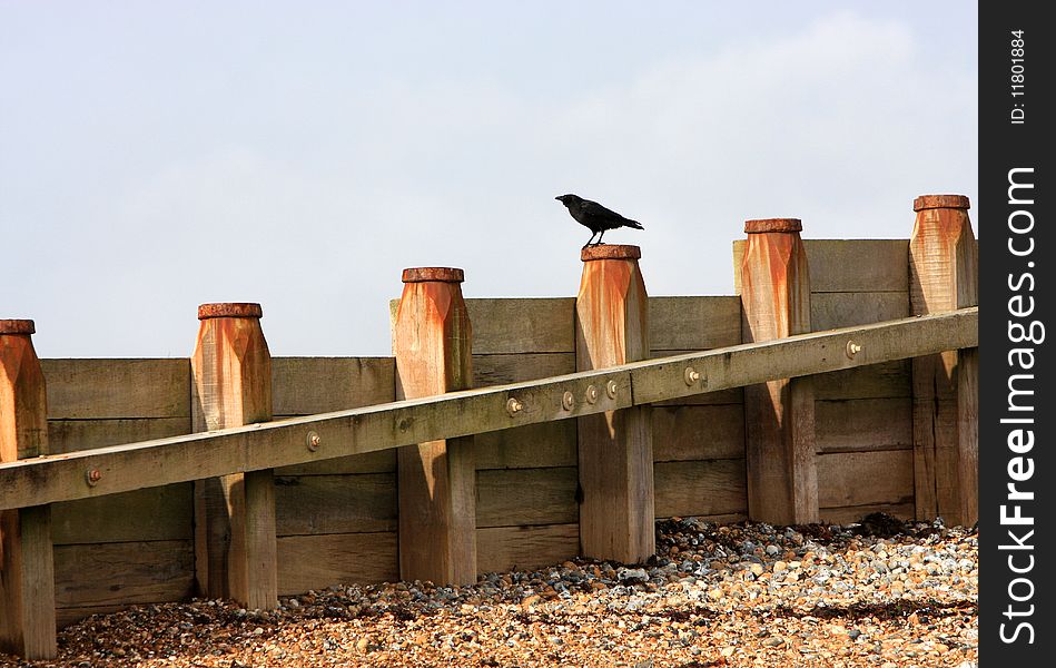 Crow On Breakwater