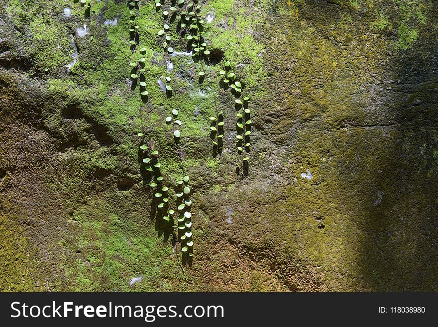 Rocks With Lichen And Ivy Plant