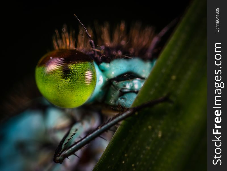 Selective Focus Photography of Insect Eye