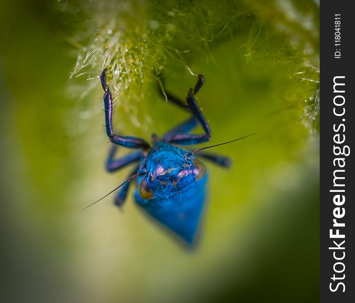 Selective Photograph of Blue Spider