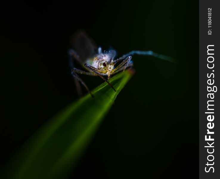 Blue and Gray Insect on Green Leaf