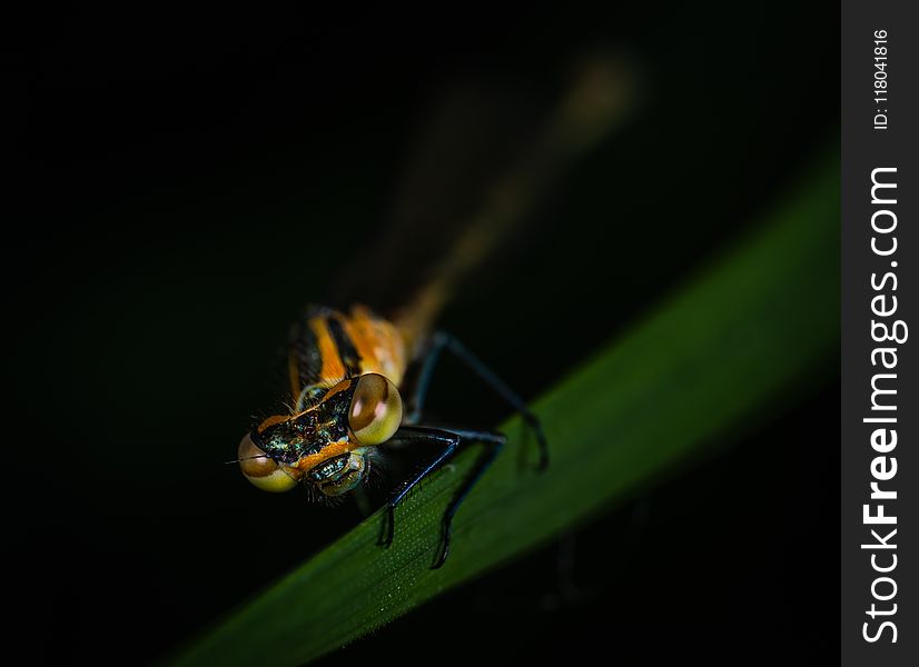 Closeup Photo Of Yellow And Black Insect On Green Leaf