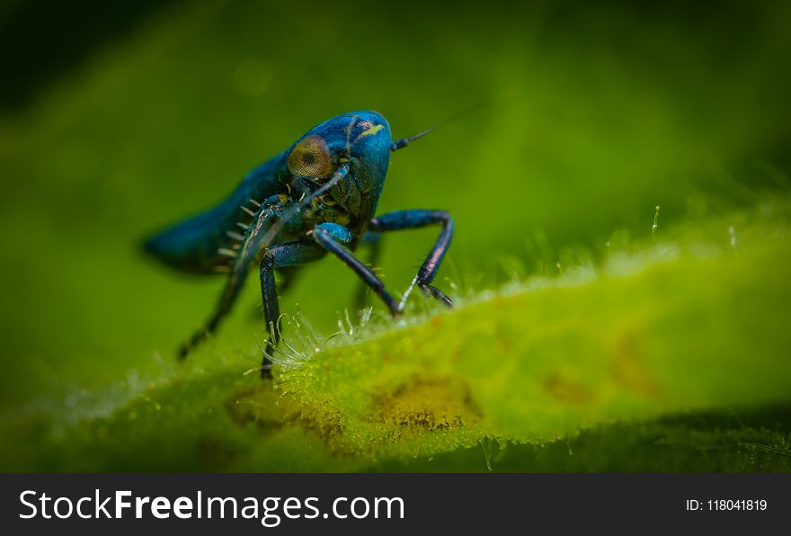 Blue Insect In Close-up Photography