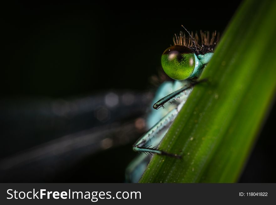 Focus Photography Of Green Dragonfly