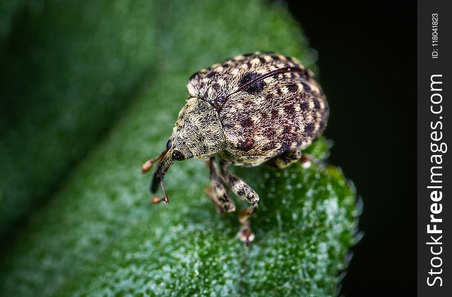 Macro Shot Of Gray Insect