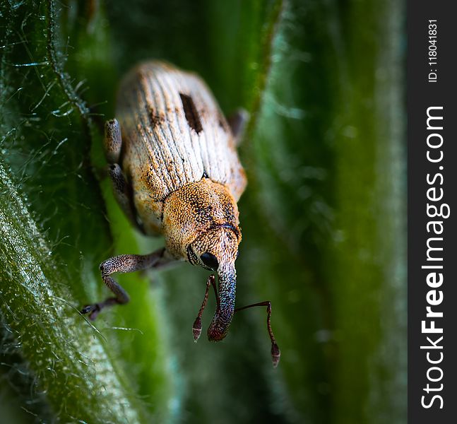 Macro Photography Of Black And Brown Beetle