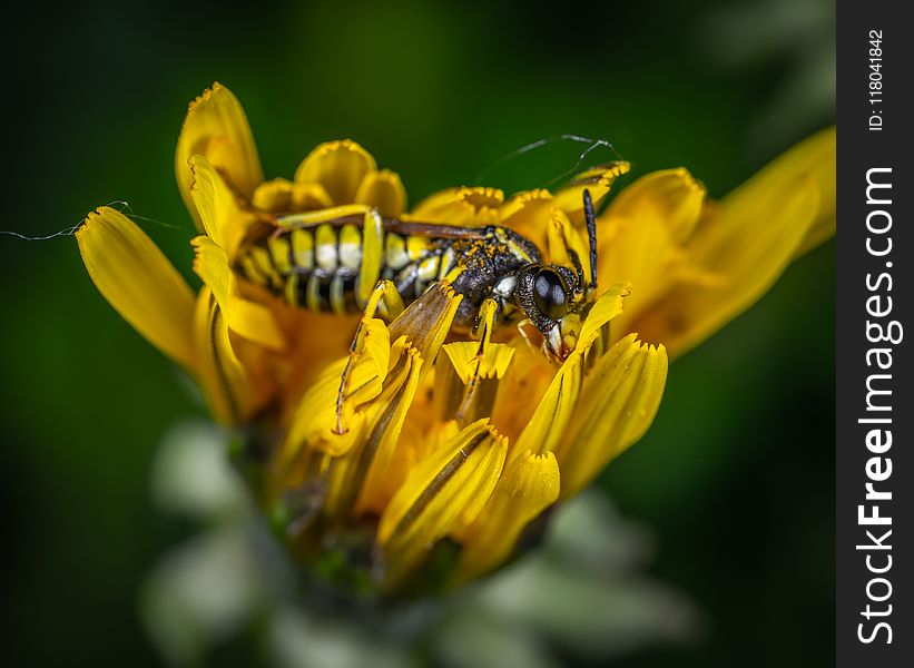 Bee on Yellow Petaled Flower