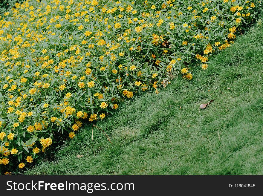 Photography Of Flowers