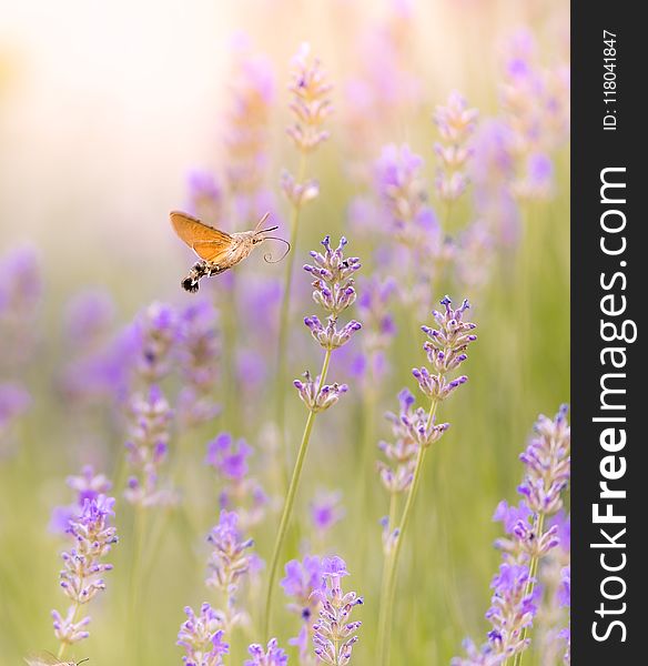 Brown Moth Hovering over Purple Flower