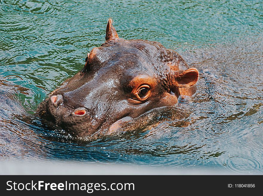 Close-up Photography of Hippopotamus