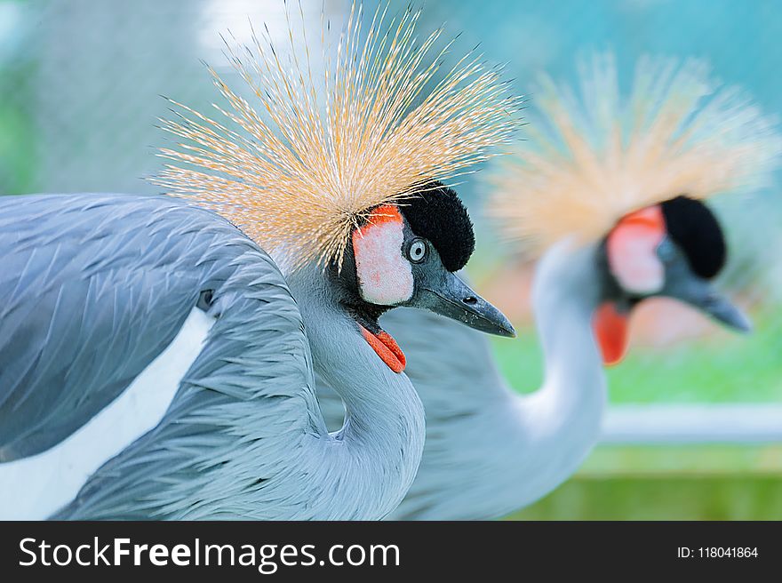 Shallow Focus Photography of Two Crowned Crane