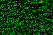 Green Leaves Color Tone Dark Royalty Free Stock Photo Green Leaves Color Tone Dark Royalty Free Stock Photo