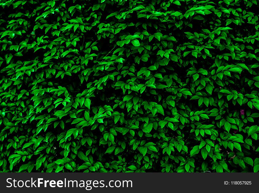 Green leaves color tone dark